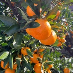 【農家直販！】佐賀県唐津市産みかん🍊の画像