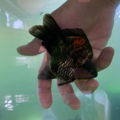 玉サバ　冬眠前セール中　黒銀極　墨銀鱗　親個体　抱卵の画像