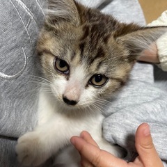 大至急!子猫をもらってください😢