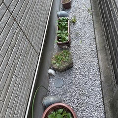 植木鉢と土の画像