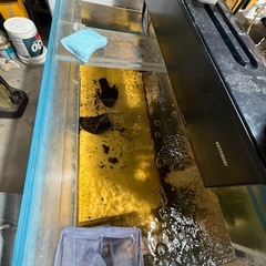 引き取り限定！超激安特注150cmアクリル水槽早いもの勝ち‼️の画像