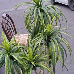 【リサイクルショップどりーむ天保山店】No.4964　植物　写真参照🎵　詳細不明　オススメ品🎵の画像