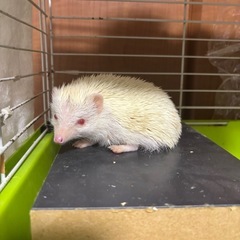 【一旦受付終了】アルビノ ハリネズミ🦔♂