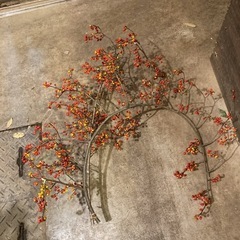 1117枝物ツルウメモドキ2本での画像