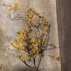 1117枝物ツルウメモドキ2本での画像