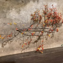 1117枝物ツルウメモドキ2本での画像