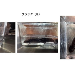 ウーパールーパーの画像