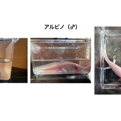 ウーパールーパーの画像