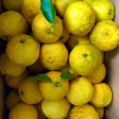 無農薬、自然栽培の花ゆず　10個の画像