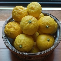 無農薬、自然栽培の花ゆず　10個の画像