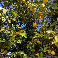 無農薬、自然栽培の花ゆず　10個の画像