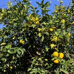 無農薬、自然栽培の花ゆず　10個の画像