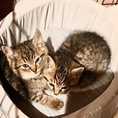 キジトラの子猫生後1ヶ月　オスの兄弟　里親募集