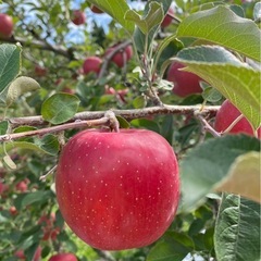 大好評！！！りんごの配達【1週間分】【青森県産】【産地直送】の画像