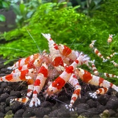 レッドビーシュリンプの画像