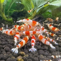 レッドビーシュリンプの画像