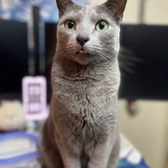 【猫用:元値4.3万】ロボットトイレNeakasa M1 Plus（元値4.3万）　の画像