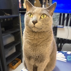 【猫用:元値4.3万】ロボットトイレNeakasa M1 Plus（元値4.3万）　の画像