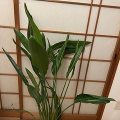 観葉植物の画像