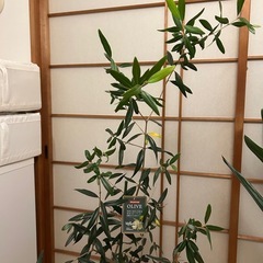 観葉植物の画像