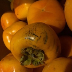 C【お取り引き】決定渋抜き済み柿　平柿　種無し柿　30個位の画像