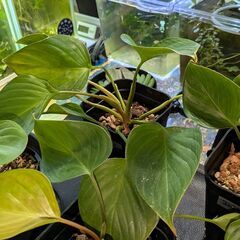 観葉植物 ホマロメナ サンシャインジェム 2025/11_A～Dの画像