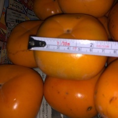 D[お取り引き決定]渋抜き済み柿　　種無し柿　平柿の画像