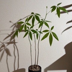 観葉植物🪴の画像