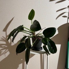 観葉植物🪴の画像