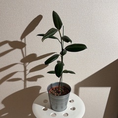 観葉植物🪴の画像