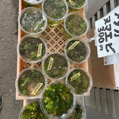 浴衣、帯、着物、反物、各種生地色々あります。 ミックスメダカ300円　