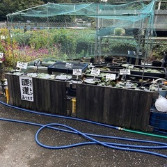 浴衣、帯、着物、反物、各種生地色々あります。 ミックスメダカ300円　の画像