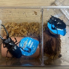 ギラファノコギリクワガタ幼虫・卵の画像