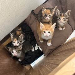 生後2ヶ月の子猫