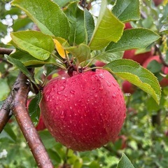 大好評！！！りんごの配達【2週間分】【青森県産】【産地直送】の画像
