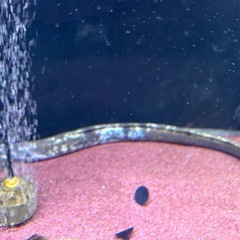 パンダウナギの画像