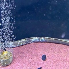 パンダウナギの画像