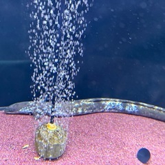 パンダウナギの画像