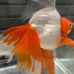 (終了)金魚 更紗琉金の画像