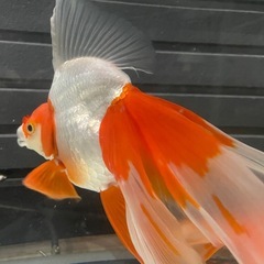 (終了)金魚 更紗琉金の画像