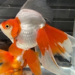 (終了)金魚 更紗琉金の画像