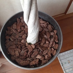 ベンジャミン観葉植物の画像