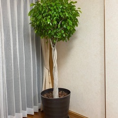 ベンジャミン観葉植物