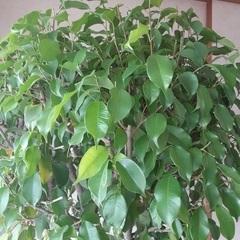 ベンジャミン観葉植物の画像