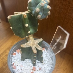 星形　サボテン　青山フラワーマーケットの画像