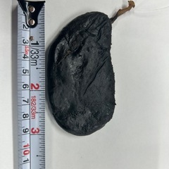 【お求め安く】39gツキノワグマ　胆のう　熊の胆の画像