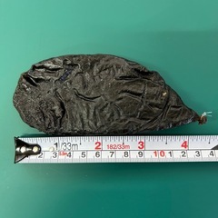 【希少】63g ツキノワグマ　胆のう　熊の胆の画像