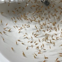 金魚の稚魚の画像