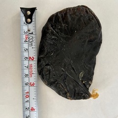 【重さずっしり】66g ツキノワグマ　胆のう　熊の胆の画像