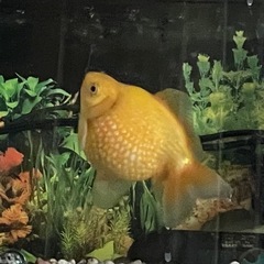 金魚の稚魚の画像